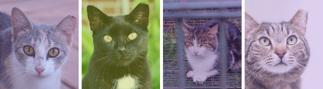 Graphic of Four Cats